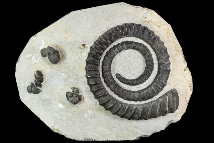 Devonian Ammonite (Anetoceras) With Trilobite Heads #110683